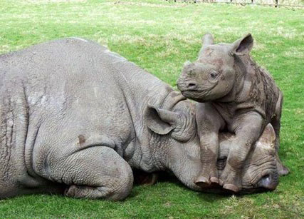 Neushoorn kleintje en zijn moeder